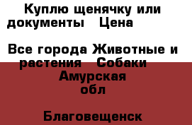 Куплю щенячку или документы › Цена ­ 3 000 - Все города Животные и растения » Собаки   . Амурская обл.,Благовещенск г.